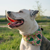 Dog Bandana Guacamole Time Psiakrew handkerchief style to tie around your pet’s neck