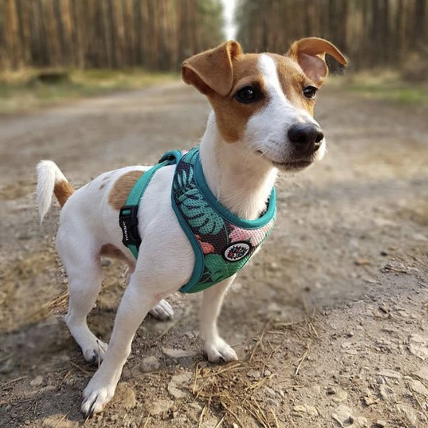 Dog Harness, Always Feeling Cool, Super Soft Psiakrew Tropical Monstera