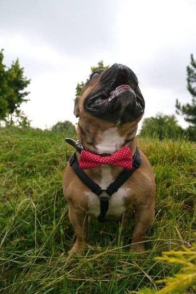 Mucha dla Psa, Czerwona w białe groszki, ozdoba przypinana do obroży