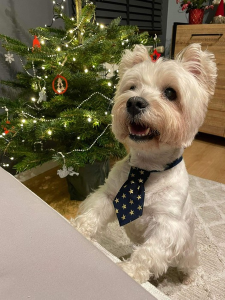 Marineblaue Weihnachtskrawatte mit goldenen Sternen für einen Hund Psiakrew