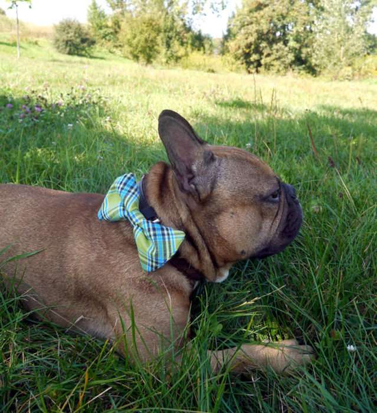 Dog Bow Tie Bela