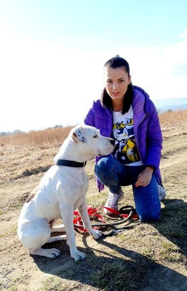 Koszulka damska Pies Bull Terrier Bull Lee Psiakrew