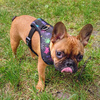 Dog Harness Invaders Psiakrew, Always Feeling Cool, Super Soft