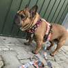 Premium Dog Bandana Autumn handkerchief style to tie around your pet’s neck