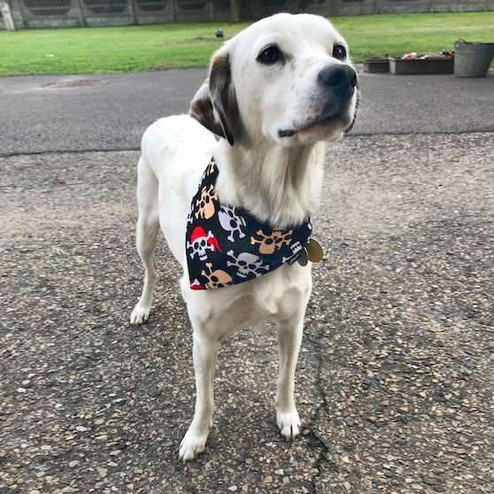 Premium Dog Bandana Pirates handkerchief style to tie around your pet’s neck