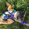 Dog Harness Crazy Leopard, Always Feeling Cool, Super Soft Psiakrew