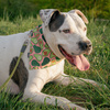 Dog Bandana Guacamole Time Psiakrew handkerchief style to tie around your pet’s neck