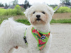 Dog Harness Tutti Frutti, Always Feeling Cool, Super Soft Psiakrew, fruity pattern 