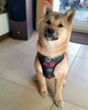 Dog Harness Invaders Psiakrew, Always Feeling Cool, Super Soft
