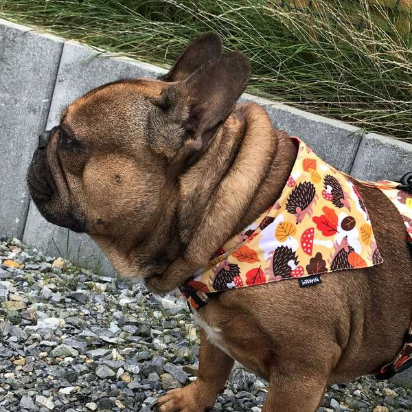 Premium Dog Bandana Hedgehog Dreamer handkerchief style to tie around your pet’s neck