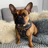 Dog Harness Donatella, Always Feeling Cool, Super Soft Psiakrew 