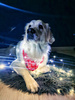 Dog Bandana Snowflakes handkerchief style to tie around your pet’s neck