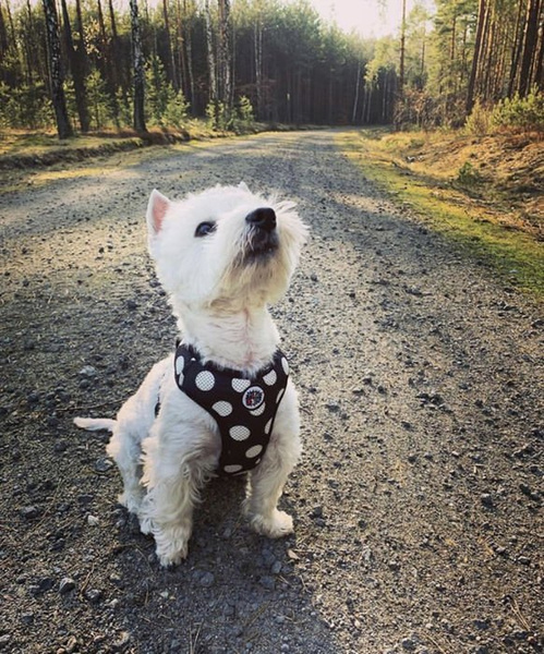 Druckfreie Hundegeschirre Flamenco - Psiakrew