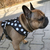 Dog Harness, Always Feeling Cool, Super Soft Psiakrew Spots