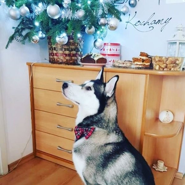 Fliege für Hund, Katze- Tartan