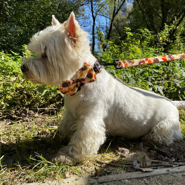 Hundefliege Katzenhalsband Dekoration Hedgehog Dreamer