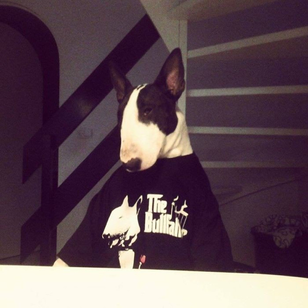 Women's T-shirt Bull Terrier Bull Father Psiakrew