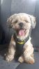Dog Harness Bat Dog, Always Feeling Cool, Super Soft Psiakrew black extras