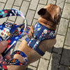 Dog Harness Día de los Muertos, Always Feeling Cool, Super Soft Psiakrew