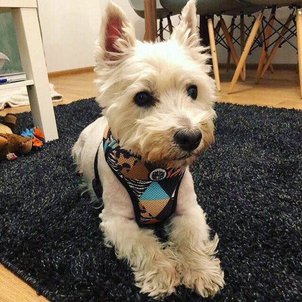 Dog Harness, Wild Animals animal print, Always Feeling Cool, Super Soft Psiakrew