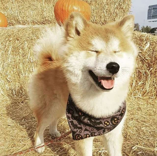 Halloween Gruseliges Hundehalstuch, gebundenes Taschentuch, Baumwollschal