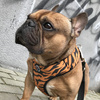 Dog Harness Tiger, Animal print, Always Feeling Cool, Super Soft Psiakrew 