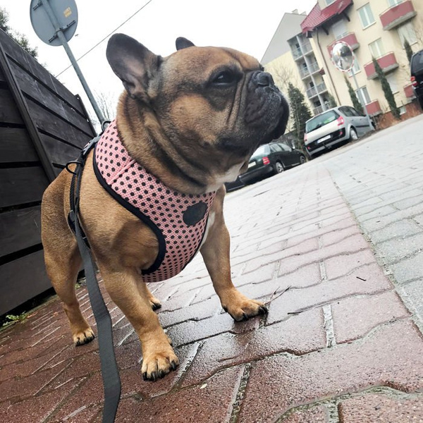 Dog Harness Dotty Dots, Always Feeling Cool, Super Soft Psiakrew