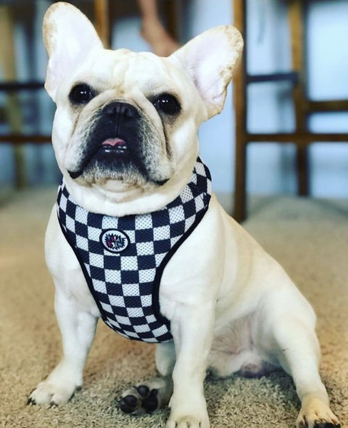Dog Harness, Always Feeling Cool, Super Soft Psiakrew Checker