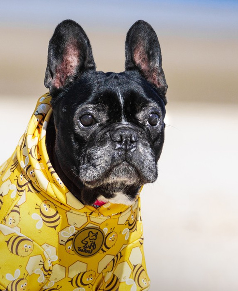 Hunde-Sweatshirt - Fleißige Bienen Psiakrew