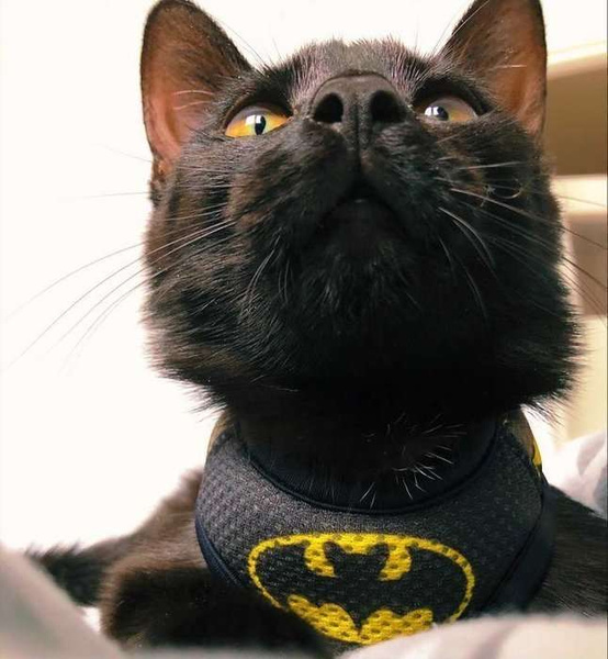 Dog Harness Bat Dog, Always Feeling Cool, Super Soft Psiakrew black extras