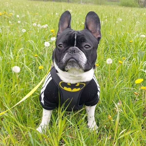 Dog Harness Bat Dog, Always Feeling Cool, Super Soft Psiakrew black extras