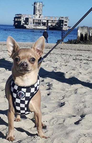 Dog Harness, Always Feeling Cool, Super Soft Psiakrew Checker