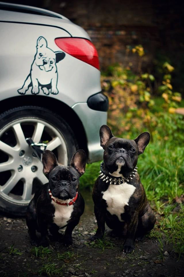 Wandtattoo Hund Frenchie Melancholie Wanddekoration für ein Kinderzimmer für einen Hundeliebhaber