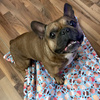 Premium Mat Plaid Blanket for the dog, Hot Sweetness Psiakrew Design