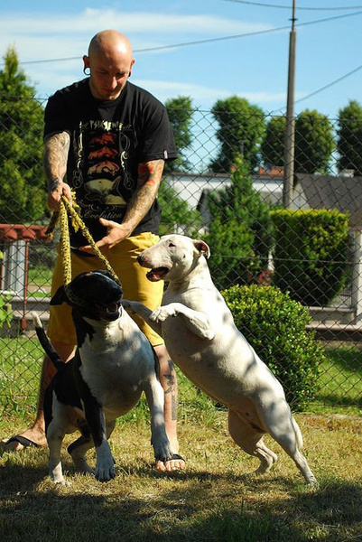 T-shirt Bull Terrier Evolution Psiakrew