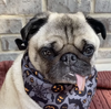 Dog Bandana Halloween handkerchief style to tie around your pet’s neck
