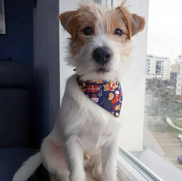 Premium Dog Bandana Winter is coming handkerchief style to tie around your pet’s neck