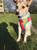 Dog Harness Tie-Dye, colorful print, Always Feeling Cool, Super Soft Psiakrew 