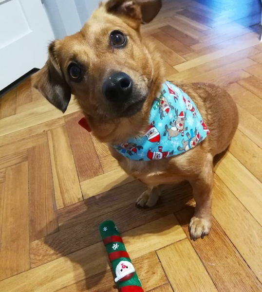 Premium Dog Bandana Santa b-boy handkerchief style to tie around your pet’s neck