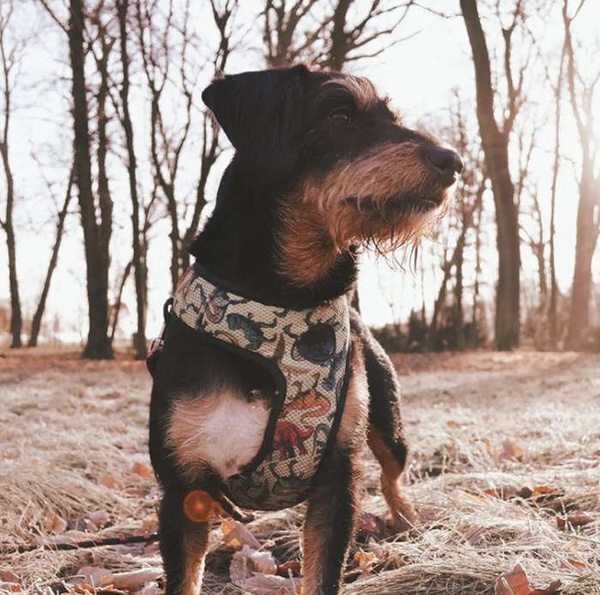 Szelki dla Psa Jurassic Bark bezuciskowe Wygodne Ultramiękkie Psiakrew