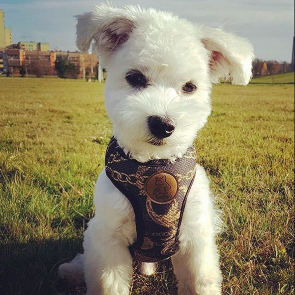 Dog Harness Donatella, Always Feeling Cool, Super Soft Psiakrew