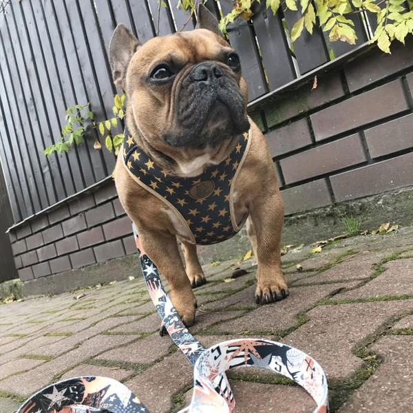 Szelki dla Psa świąteczna Gold Stars bezuciskowe Wygodne Ultramiękkie Psiakrew