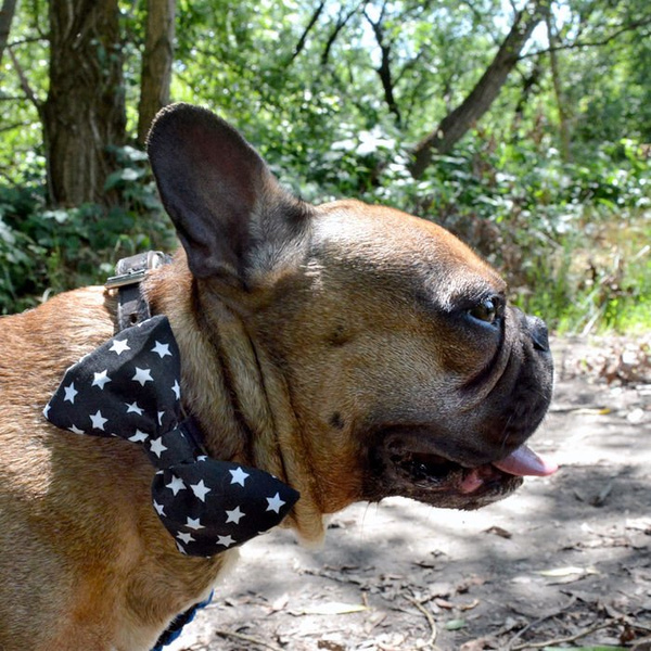 Dog Bow Tie Zoltar, Pet Bow Tie, Bowtie, Collar Attachment