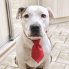 Red Christmas tie for a dog Psiakrew