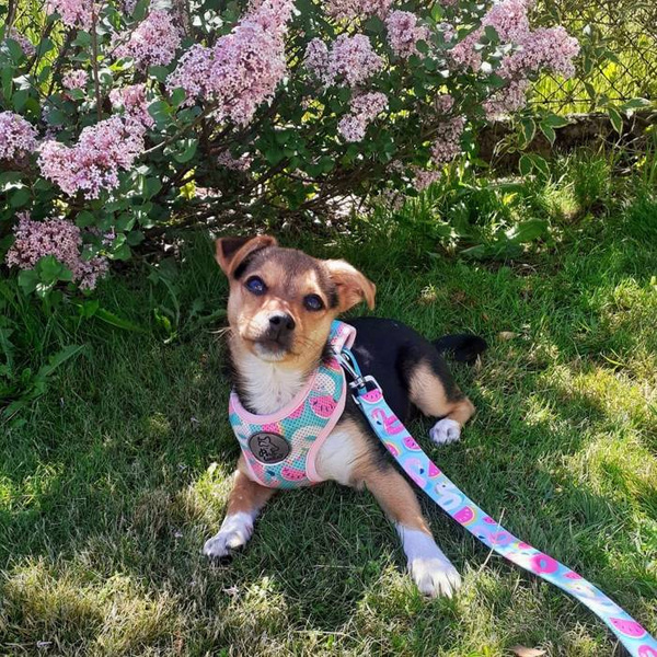 Dog Harness Azure Pool, Always Feeling Cool, Super Soft Psiakrew