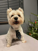 Navy blue Christmas tie with gold stars for a dog Psiakrew