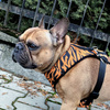 Dog Harness Tiger, Animal print, Always Feeling Cool, Super Soft Psiakrew
