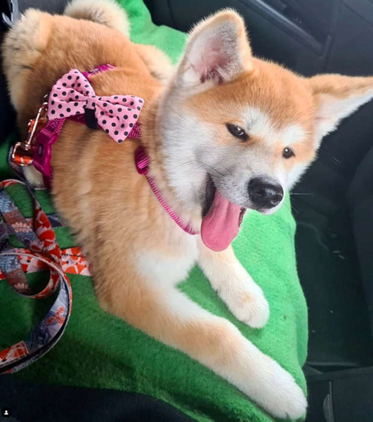 Muszka różowa w czarne groszki dla Psa Kota Pupila ozdoba przypinana do obroży- Dotty Dots