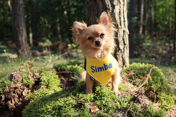 Psiakrew Bandana mit dem Namen des Hundes