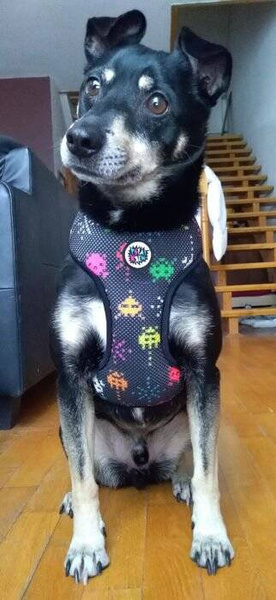 Dog Harness Invaders Psiakrew, Always Feeling Cool, Super Soft